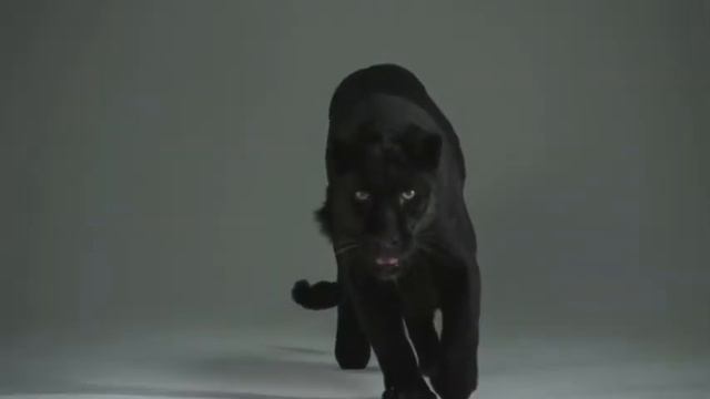 SHAMAZ смотреть онлайн