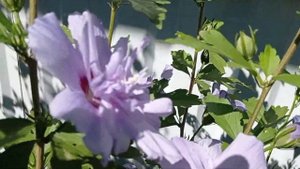 Сирийский махровый гибискус, цветение разных сортов.