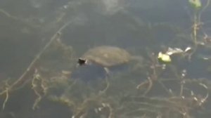 Большой садовый пруд. Красноухая черепаха в московском водоеме