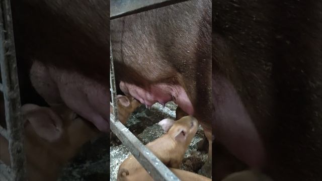 бодрячком смотреть онлайн