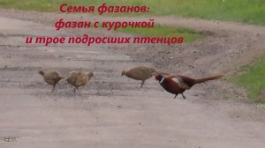 Семья фазанов на дороге. Два родителя, три подросших птенца, 12.05.24
