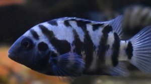 ЧЕРНОПОЛОСАЯ ЦИХЛОЗОМА.СОДЕРЖАНИЕ И РАЗВЕДЕНИЕ В АКВАРИУМЕ.