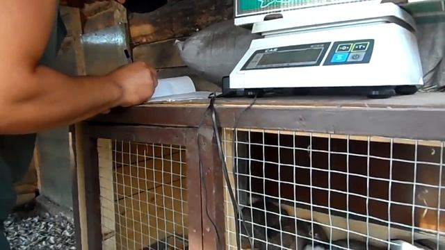 Сколько весят кролики в 2 мес, 20 дней выросшие на свежей траве и сухарях. смотреть онлайн