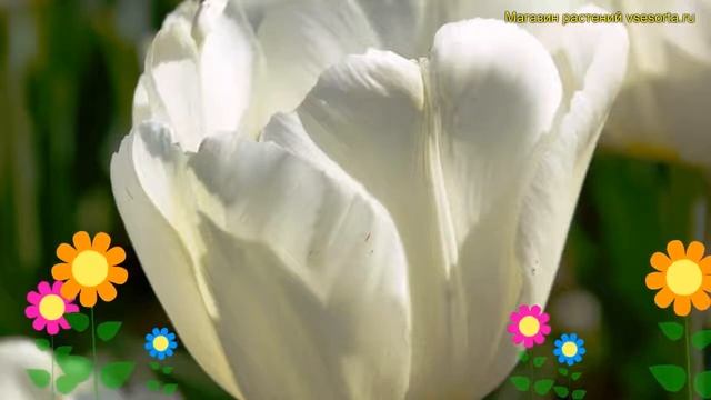 Тюльпан дарвин Дарвисноу. Краткий обзор, описание характеристик Tulipa Darwisnow