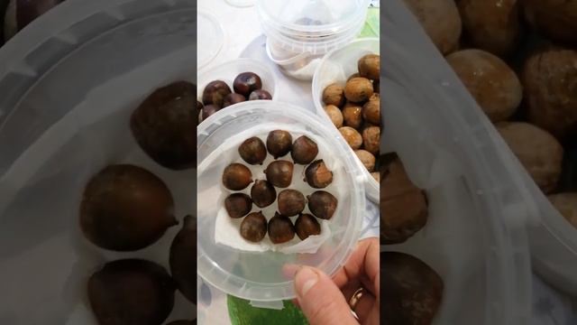 Каштаны, желуди, клен и орехи это наш экспиримент опытным путем. 🌞 смотреть онлайн