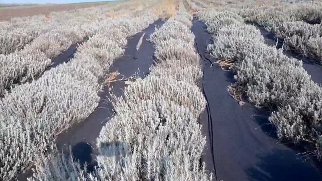 Лавандовое поле в ноябре. Навесное оборудование для посадки саженцев лаванды.