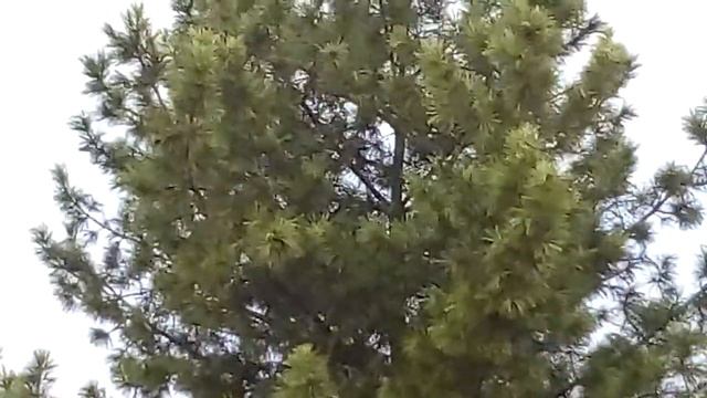 Кедр или Кедровая сосна.