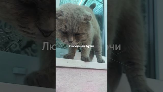Любимый котик нагулялся