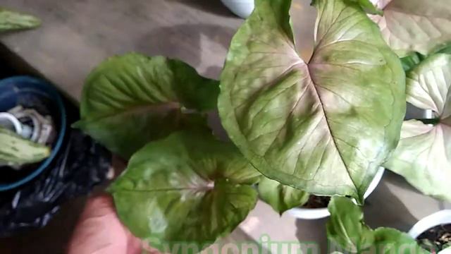 6 JENIS SYNGONIUM BESERTA NAMANYA