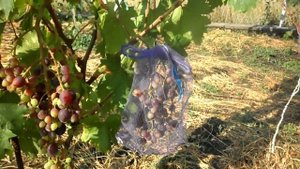 Виноград Черная изюминка и Брависсимо 2020