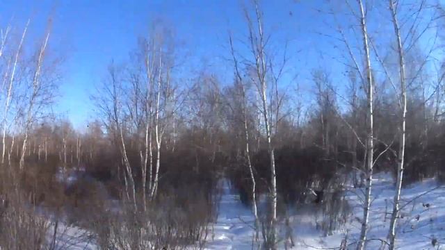 Отличная охота на тетерева!!!! Вылетел прям из под лыжи!!! Мороз -27!Димон стреляет как из пулемета смотреть онлайн