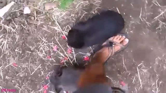 Забавные Малыши Вомбаты  Funny Baby Wombats