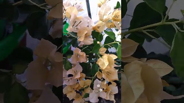 Цветение моего новенького сорта #бугенвиллииMonaLisavarYellow смотреть онлайн