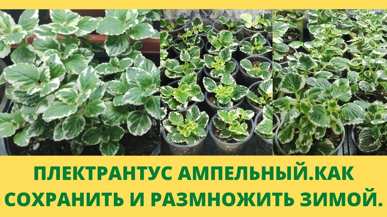 У Вас еще нет такого растения? Плектрантус ампельный. Зимовка в доме без проблем. Все о моем уходе.