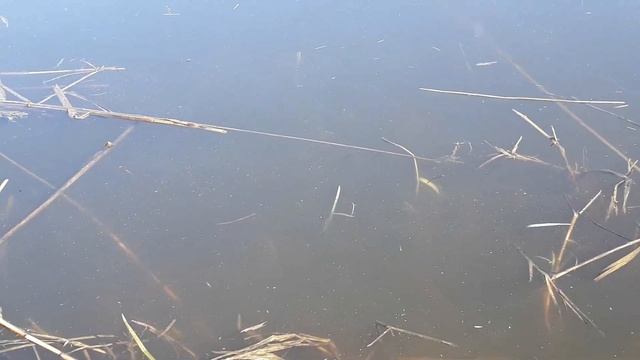 ВЕСНА.НЕРЕСТ ЛЕЩА. смотреть онлайн