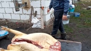 выгодный разруб туши// откорм свиней. Свиноводство.