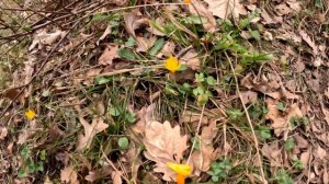 Где в Турции пчелы берут нектар?