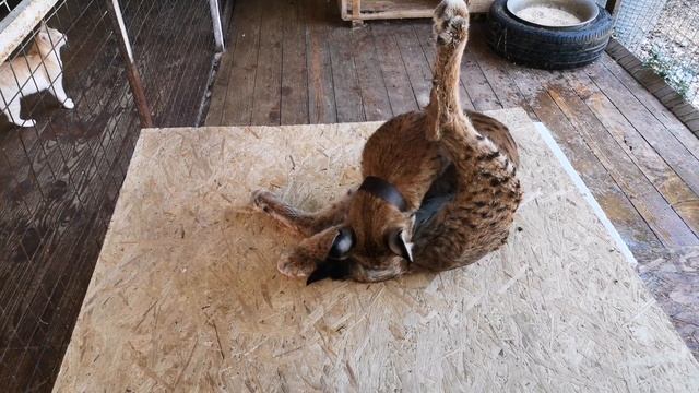 Ласкаем рысь, кусаем рысь, играем с рысью! смотреть онлайн