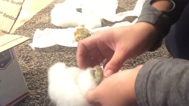 Succulent Unboxing!! | Plant mail смотреть онлайн