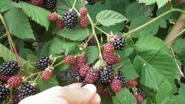 Ежевика Оучита (Ouachita, Уошито) и Торнфри (Thornfree)