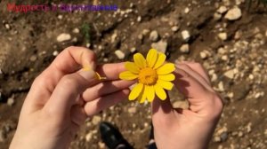 Садхгуру Как простить обиду и отпустить. Психология