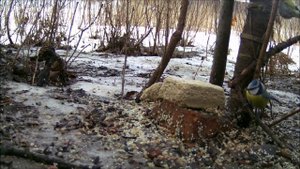 Лазоревка ест халву, наблюдение птиц в Великом Новгороде, 25 февраля 2024
