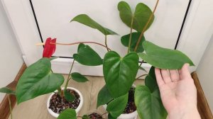 Антуриум и уход за ним