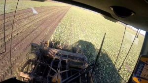 Уборка сахарной свеклы 2021.Sugar Beet harvest 2021.Rübenernte 2021.Свеклоуборочный комбайн Kleine