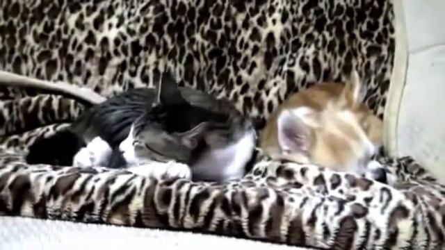 Смешные котики и собачки смотреть онлайн