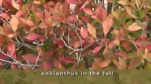 Introducing Enkianthus