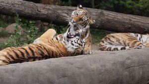 ВНИМАНИЕ: Стая волков против  тигра. Кто победит? Кто сильнее волк или лев?