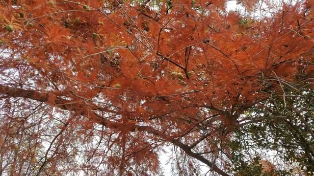 Хвойные деревья ЮБК 3, болотный кипарис смотреть онлайн