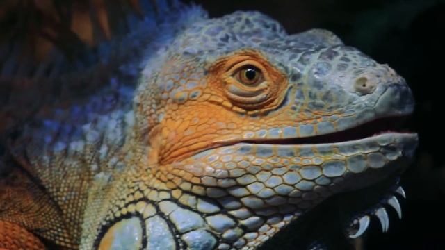 Воронежский океанариум. Чудеса в шаговой доступности. смотреть онлайн