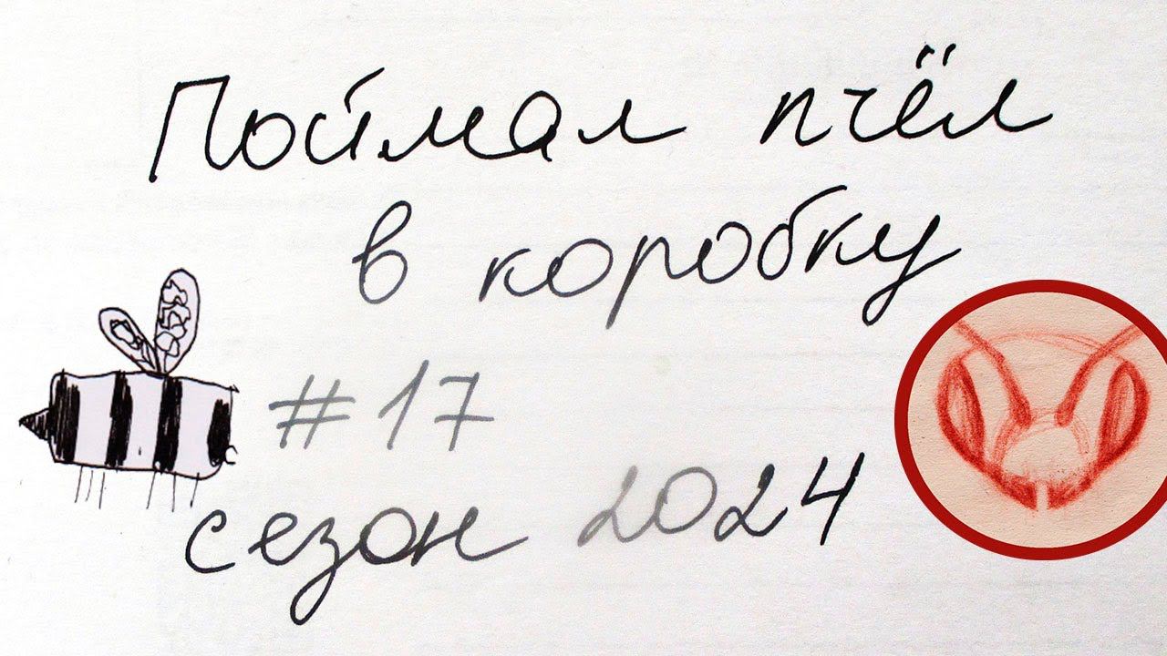 Поймал роёк в коробку. Пчёлы заселились в небольшую коробку.