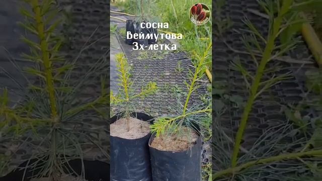 Саженцы кедр корейский 3х летка Seedlandia.ru - сажецы и семена декоративных растений