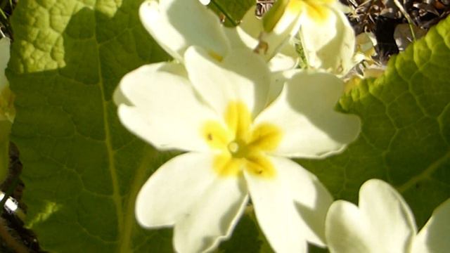 Primrose - Primula vulgaris - Laufeyjarlykill - Garðplöntur - Sumarblóm смотреть онлайн
