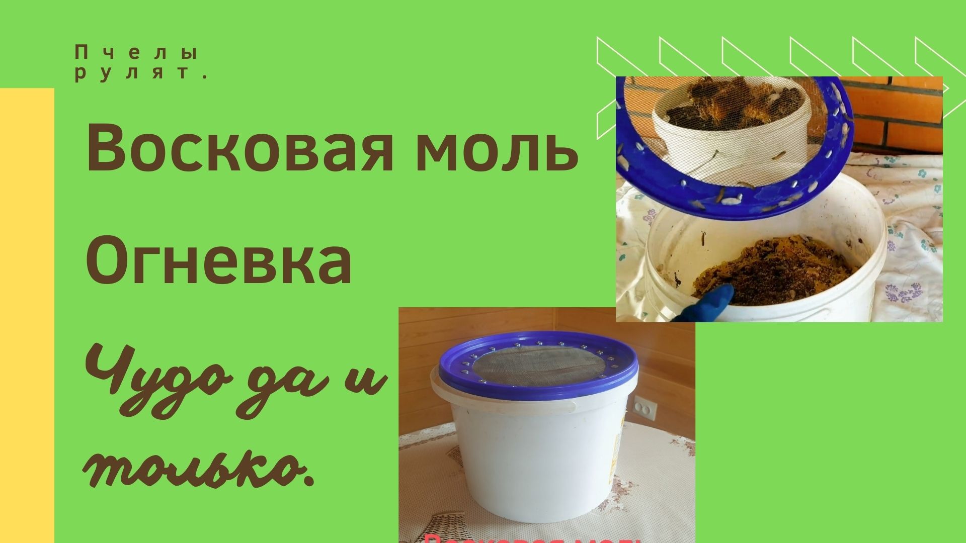 Восковая моль .Огнёвка.Чудо.