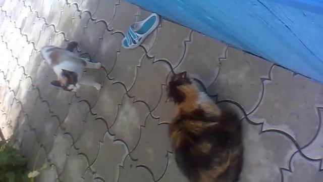 Любовная Разборка Кошки и Кота.mp4 смотреть онлайн