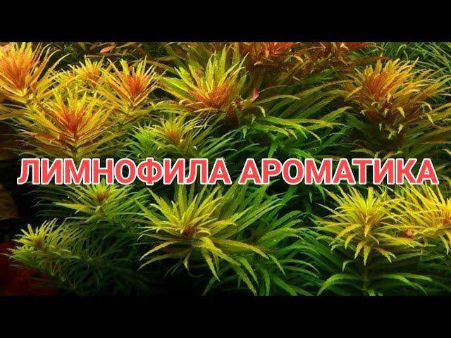 ЛИМНОФИЛА АРОМАТИКА. СОДЕРЖАНИЕ В АКВАРИУМЕ