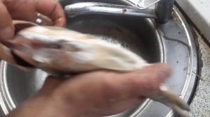 Супер быстрый способ почистить карася.