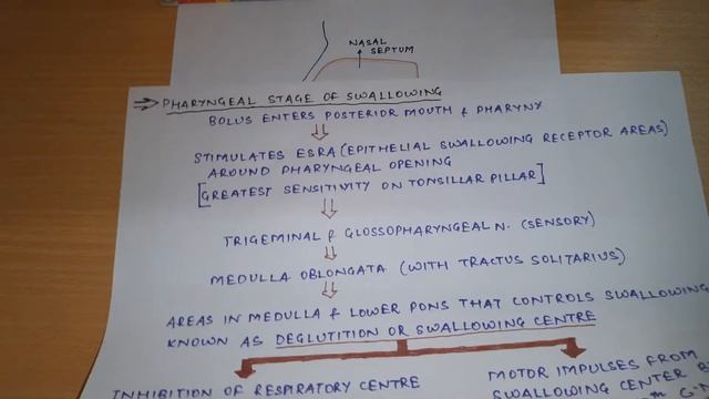 GI Motility Part - 1 || Chewing Reflex | Deglutition | Gastrointestinal Physiology смотреть онлайн