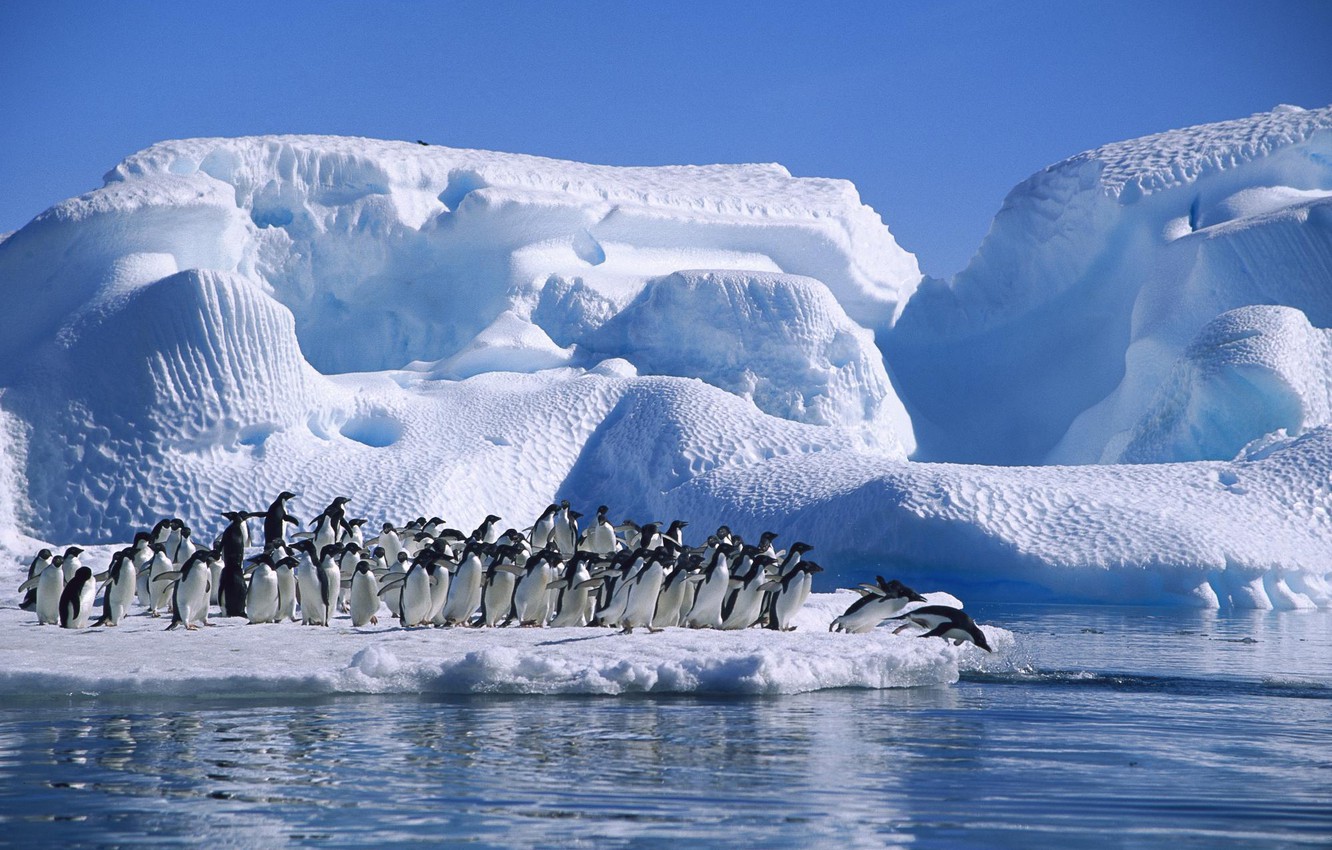 Интересные факты о открытии Антарктиды