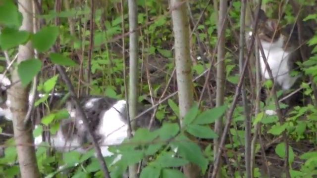 Дереза на даче смотреть онлайн