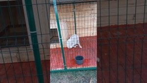 Строим вольер для алабая своими руками