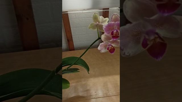 Орхидея бабочка Phalaenopsis Pirate Picotee peloric  фаленопсис Пират Пикоти