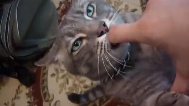 Как правильно надо вычёсывать кота убийцу смотреть онлайн