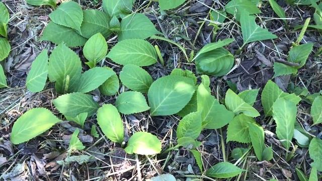 Лето / дача / повседневные дела смотреть онлайн