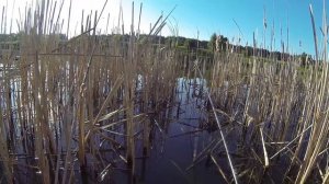 Ловля карпа на летнюю мормышку c берега. Отчет с рыбалки