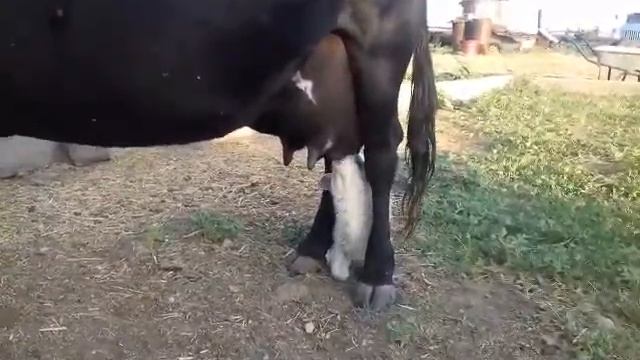 Корова и барашка смотреть онлайн