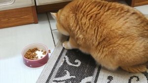Как ест еду моя кошка Британская шиншила золотая